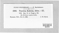Puccinia kuhniae image